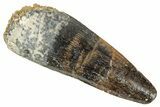 Juvenile Fossil Spinosaurus Tooth - Real Dinosaur Tooth #348678-1
